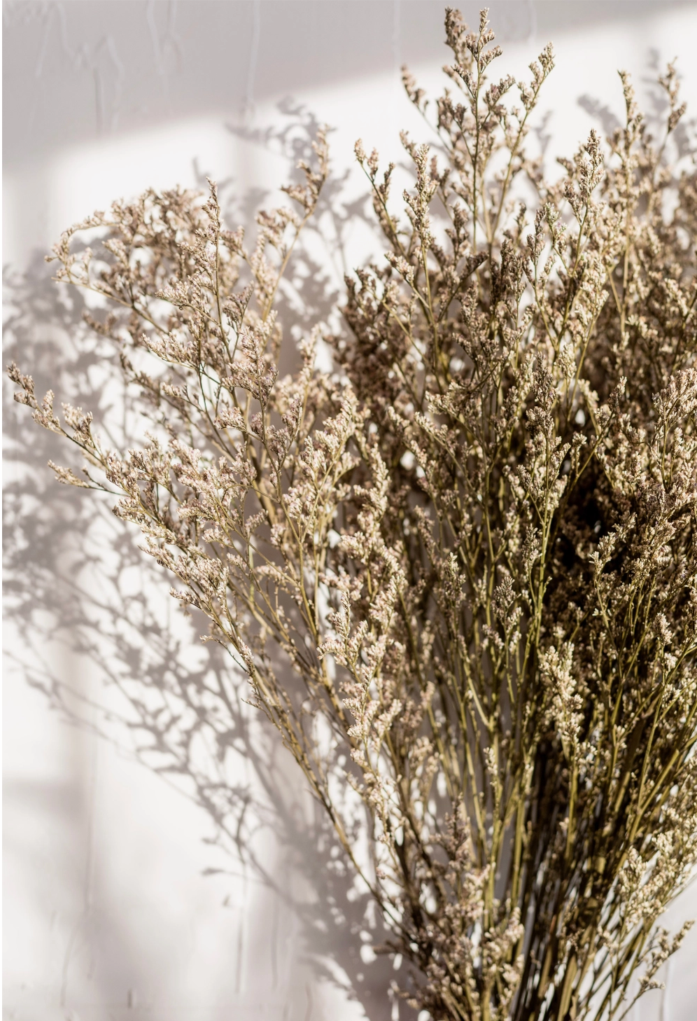 Dried Natural Limonium Bundle